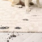 cute dog leaving muddy paw prints on carpet
